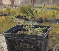 Picea glauca Nana, 1 год