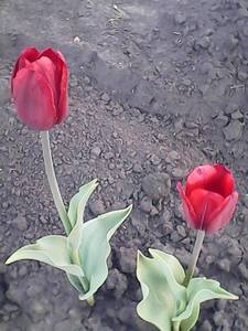 1292916996_2019022.thumb.jpg.09a93ed1161a6239544d99205ef6c186.jpg