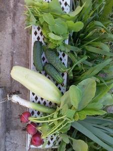 Кабачок Лена.jpg