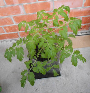 DSCNМкарлик3мес1.jpg