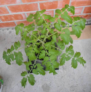 DSCмонг карлик3мес.jpg