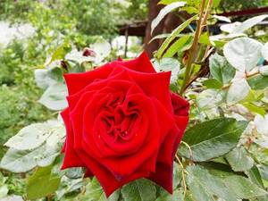 2019-05-20_18-57-04_564.thumb.jpg.245a74a72e2c476a3dc969f3b7d75232.jpg
