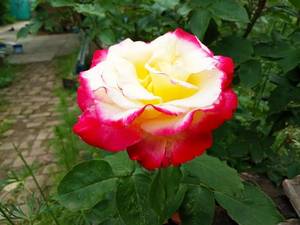 2019-05-20_18-57-31_713.thumb.jpg.3bbe57703c51cf94035c05d992de2b8d.jpg