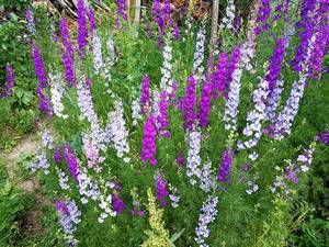 2019-05-26_14-49-09_556.thumb.jpg.0c5cd298c8044fae8e82b7bfce03fa71.jpg