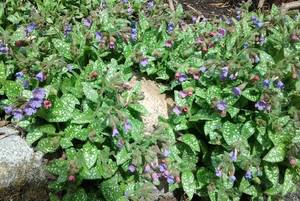 20190506_121246.thumb.jpg.7aa3f94d15abcf627baaf4e8b6d46392.jpg