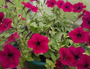 2041413356_TidalWavePurple.thumb.jpg.0caceab3eb06b86fed085e69c943f9b7.jpg