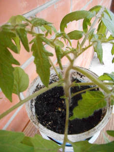 DSCNпасынки монг карлик.jpg