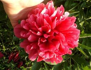 DSCF6880.JPG