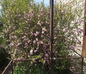 IMG_20190501_124334.jpg