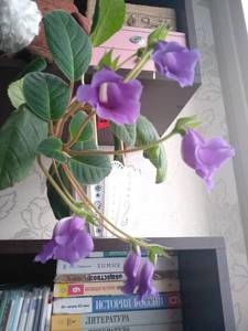 IMG_20190503_142729.jpg