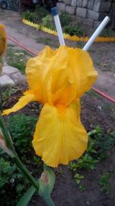 IMG_20190516_193957.thumb.jpg.04e52d2c1e1fa6a2ac6cc2d709d32cf0.jpg