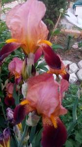 IMG_20190516_194020.thumb.jpg.e2c6320540d0e720b5efb8abbc6a5be6.jpg