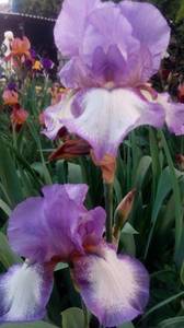 IMG_20190516_194457.thumb.jpg.d0f7ee8fa1574bc05dc0e242860d1081.jpg