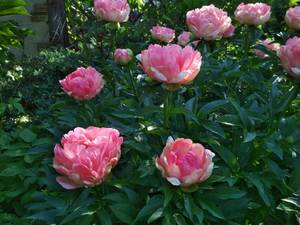 IMG_20190529_081536.jpg