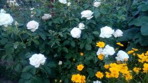 IMG_20190530_182721.thumb.jpg.9effbc130b54c9bbb9b9534ebb14bc51.jpg