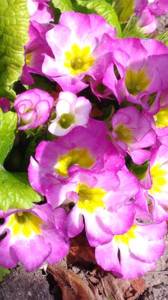 P_20190521_102831_vHDR_Auto.jpg