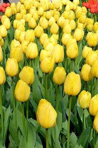 Tulip-Jumbo-Darwin-Yellow-LS-2017_grande.jpg