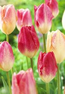 Tulipa-Balance-of-Colors.jpg