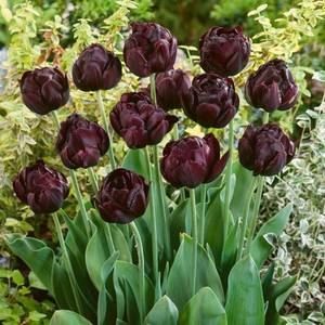 Tulipa-Black-Hero-1.jpg