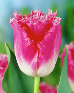 Tulipa-Fancy-Frills_7206_1280_1280.jpg