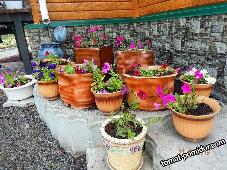 DSCN0145 После града и ветра..JPG