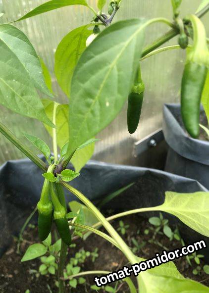 Jalapeño Erly