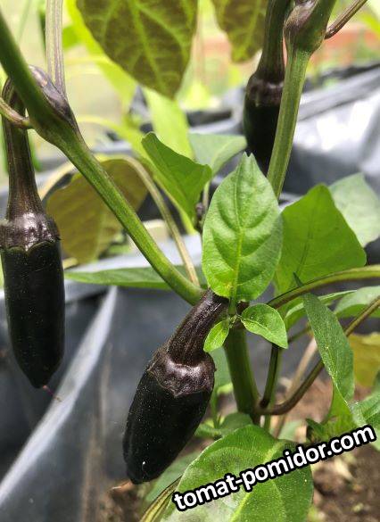 Jalapeño Fooled You