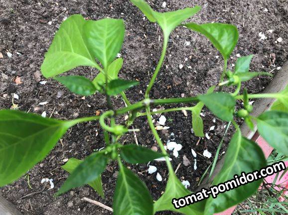 Jalapeño Erly