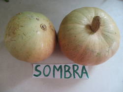 Сомбра (Sombra = Winter Sweet F1) 3 мая 2019 года