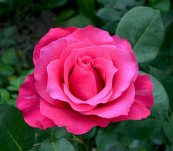 роза розовая.jpg