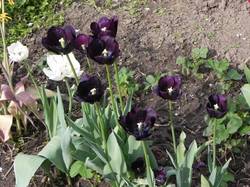 Тюльпаны черные.jpg
