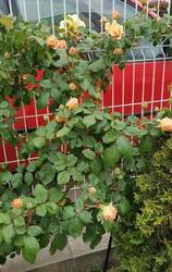 розы Болгарии