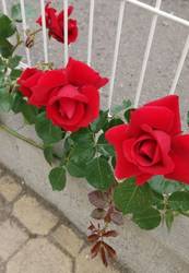 розы Болгарии