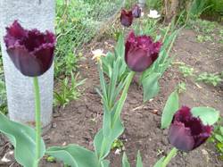 доцветают тюльпаны5.jpg