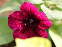 mambo burgundy