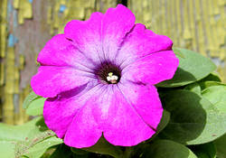 Mambo Violet