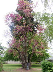 Цветущее дерево в парке