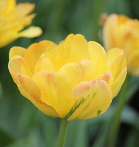 tulip-granny-award.jpg