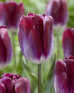 tulipa-kansas-proud.jpg