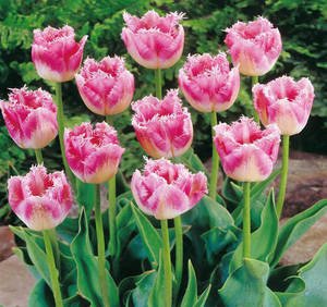 tulipan-fancy-frills2_kb14-07.jpg