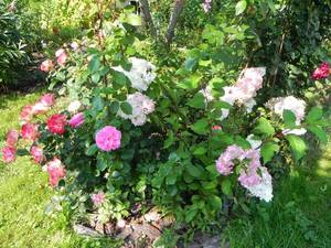 Гортензия VF 27-08-2015 DSCN1750.JPG