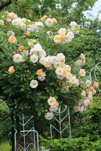 IMG_8661.JPGмм.JPG