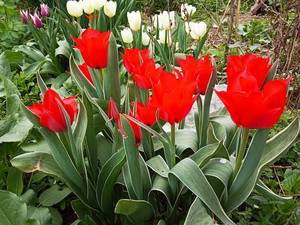 2019-04-17_17-39-05_251.thumb.jpg.98e2c9030362569061aa556f7a0fd6d7.jpg
