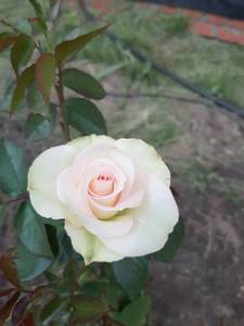 20190603_145206.jpg
