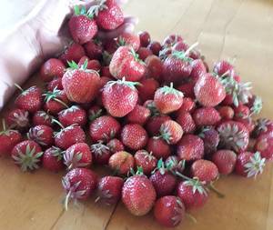20190611_174908.thumb.jpg.e884d9c7bd1d3dffcd2522d5cc39448f.jpg