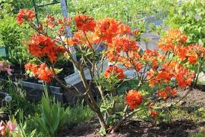 IMG_7998.JPGмм.JPG