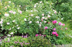 IMG_8604 (2).JPGмм.JPG