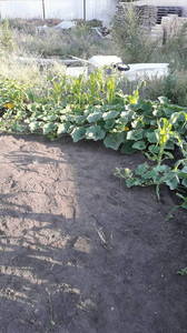 IMG-20190625-WA0028.thumb.jpeg.ada5b915d6cfdfb95c1eeefb7ad7fb19.jpeg