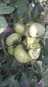 IMG-20190627-WA0012.thumb.jpeg.cee287c2ffb12650bdc7451233fb64ad.jpeg