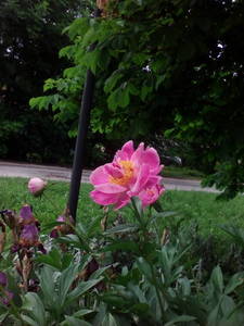 IMG_20190601_141625.jpg